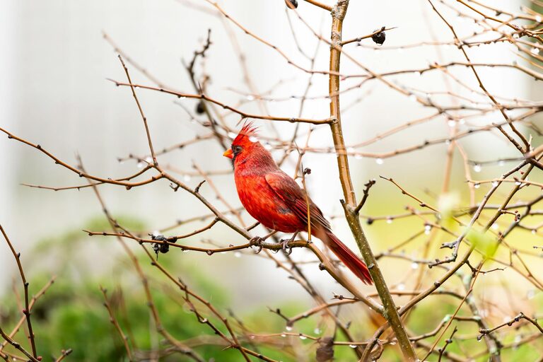 Beginner Tips for Backyard Birdwatching: A Simple Guide to Get Started